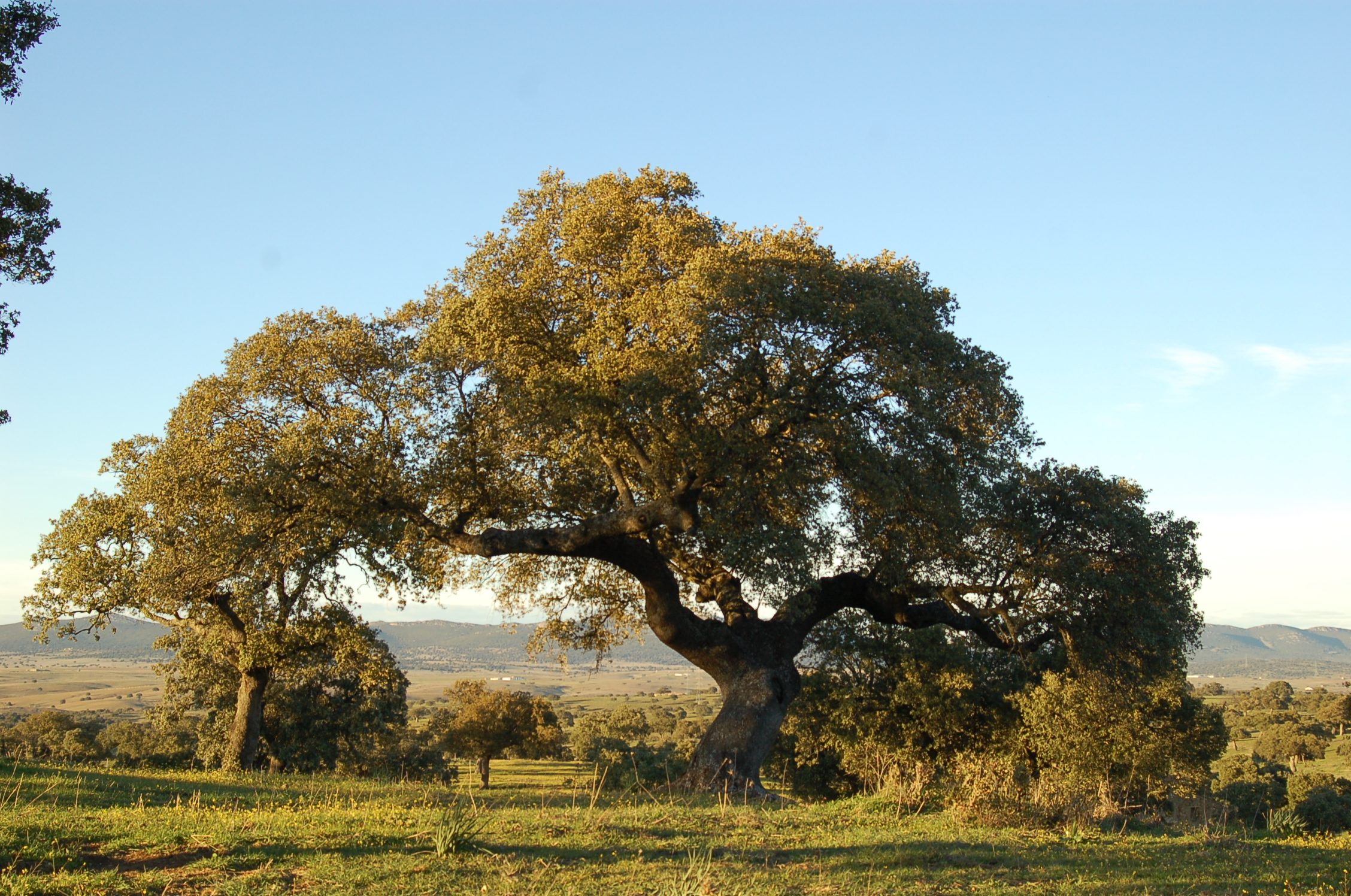 Valle de Alcudia - paisaje natural protegido