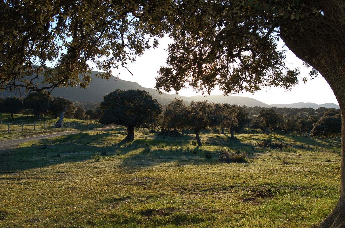 Valle de Alcudia — paisaje natural protegido